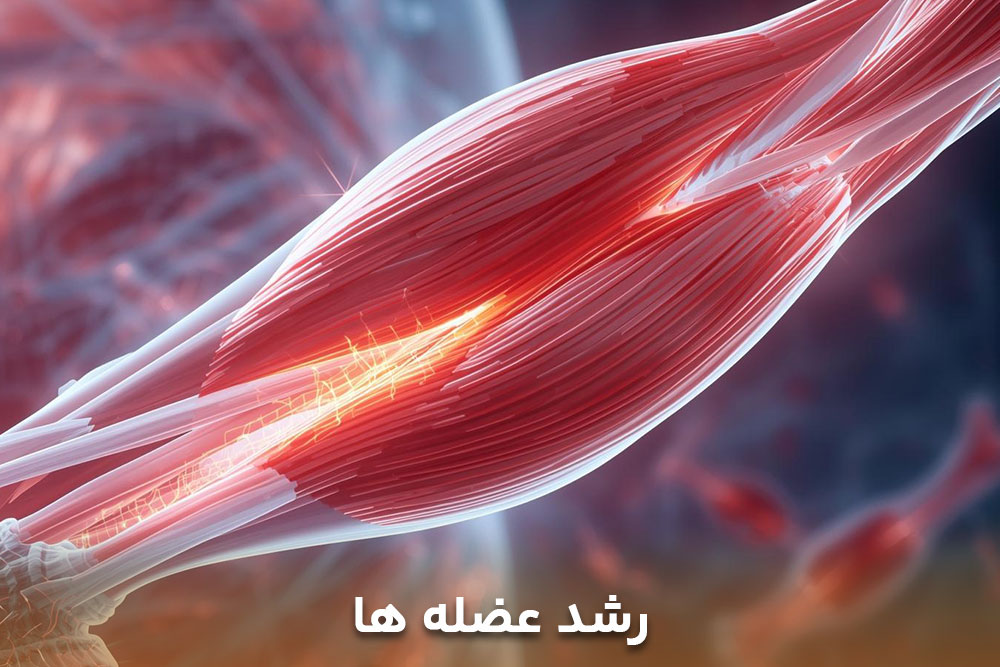 تصویر نمای نزدیک از رشد عضله ها ه بعد از ورزش با کش به دست آمده